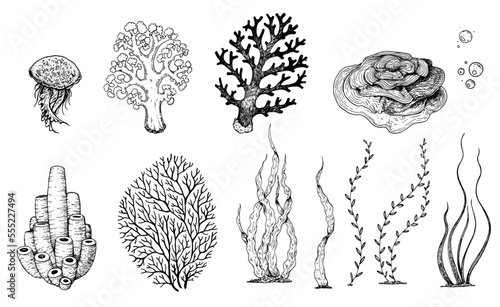 Underwater life. Hand drawn sketch. Vector illustration. Seaweed, jellyfish and coral, engraved illustration. Design template. Underwater world hand drawn.