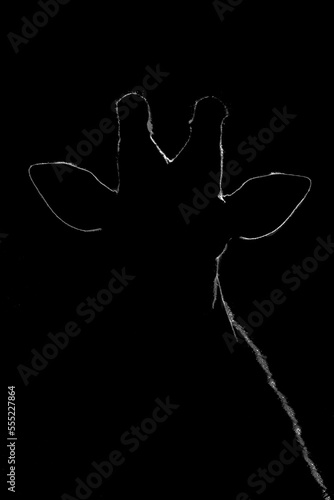 Illuminated outline of silhouetted Southern giraffe (Giraffa camelopardalis), Gabus Game Ranch; Otavi, Otjozondjupa, Namibia photo