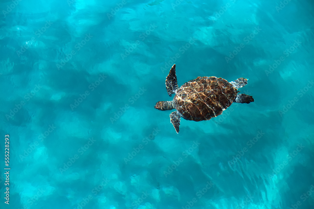 Huge turtle Caretta caretta swims in the sea, top view - obrazy, fototapety, plakaty 