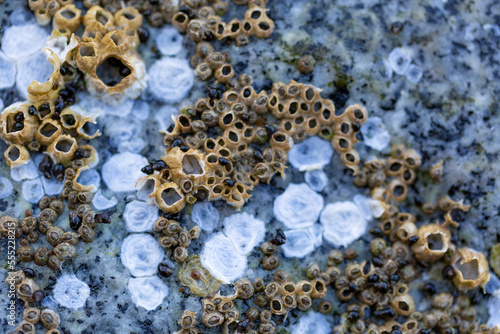 Close-up detail of marine life on the surface of a rock on the Sechelt Beach shore along the Sunshine Coast of BC, Canada; British Columbia, Canada photo