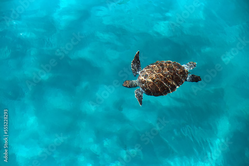 Huge turtle Caretta caretta swims in the sea, top view