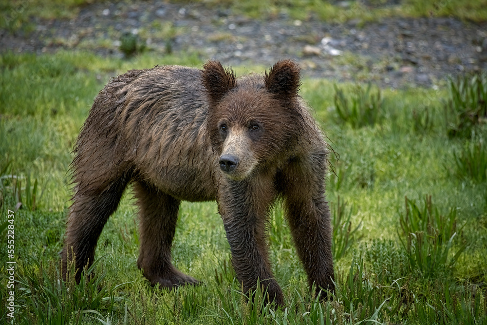 A juvenile brown bear stares intently while standing on a meadow, Alaska, USA A juvenile brown bear stares intently while standing on a meadow, Alaska, USA