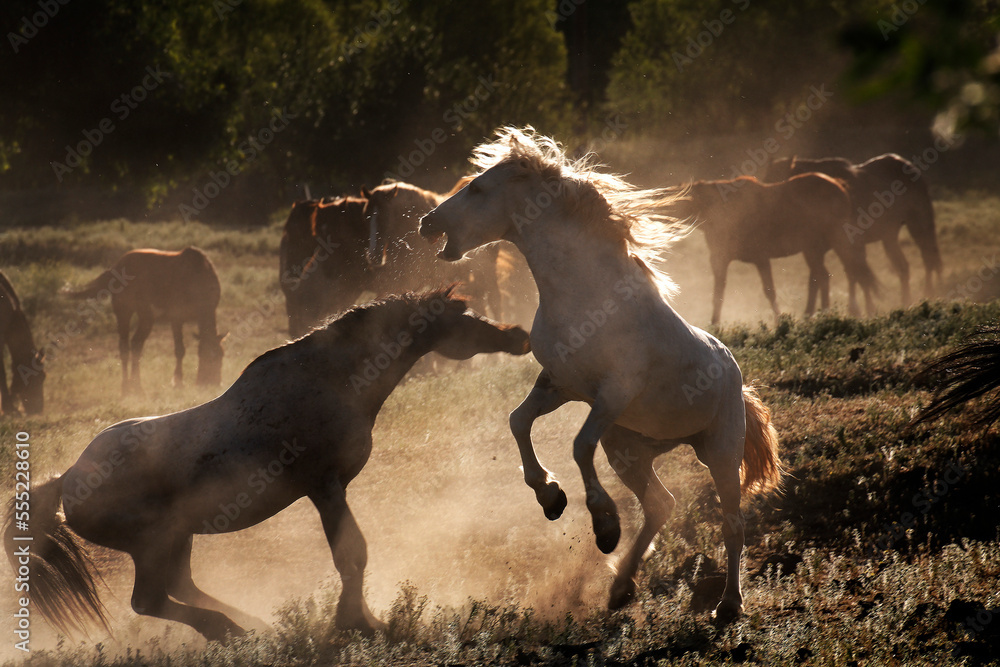 Mustang fights a roan stallion at the Wild Horse Sanctuary; Shingletown, California, United States of America Mustang fights a roan stallion at the Wild Horse Sanctuary; Shingletown, California, United States of America