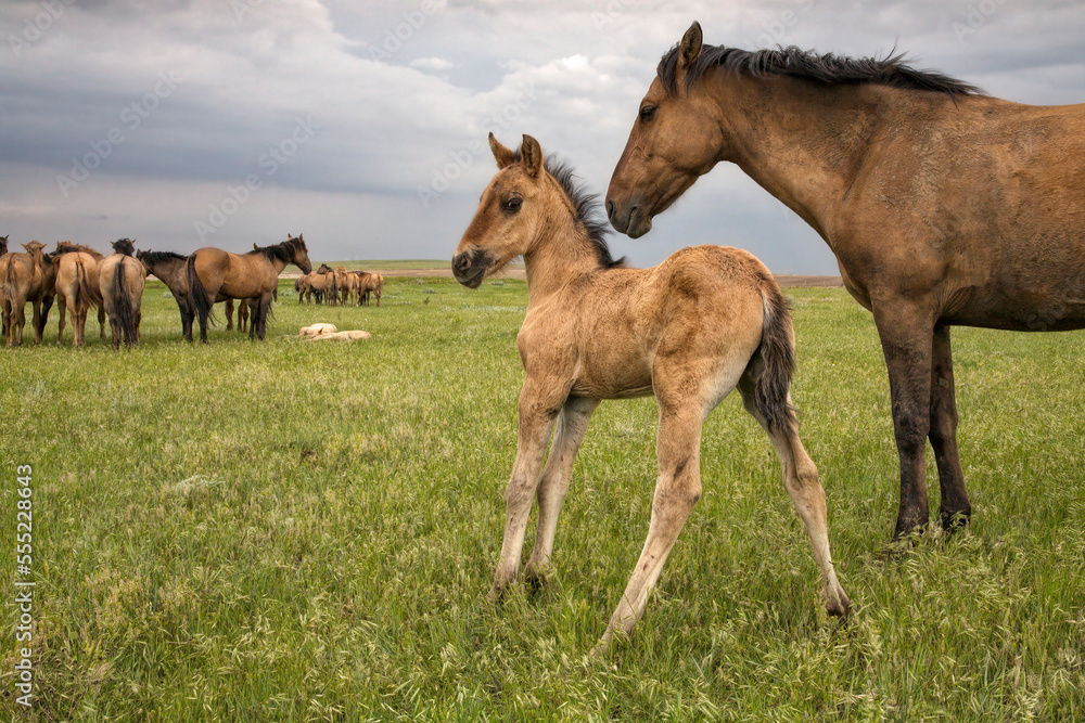 Horse and foal from the herd in the Gila Wilderness, New Mexico, USA Horse and foal from the herd in the Gila Wilderness, New Mexico, USA