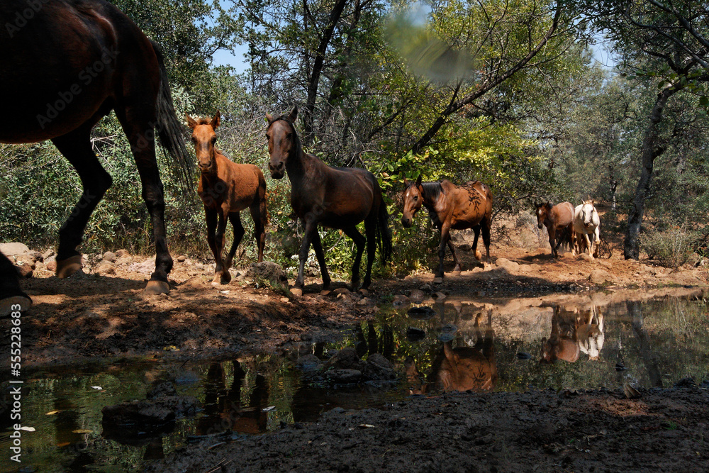 Protected wild horses come to a water hole in order of dominance; Shingletown, California, United States of America Protected wild horses come to a water hole in order of dominance; Shingletown, California, United States of America