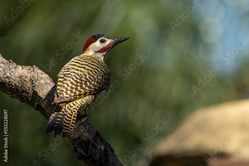 A Green-barred woodpecker also know as Pica-pau or Carpintero perched on the branch. Species Colaptes melanochloros. Birdwatching. Birding. Bird lover.