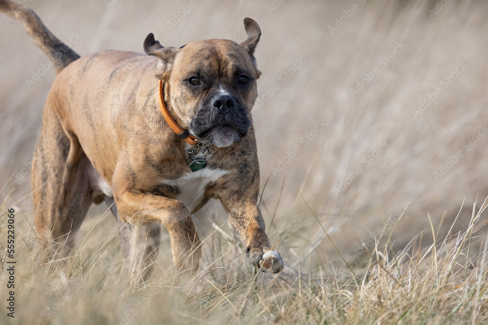 Brown brindle boxer bulldog running loose threw the long grass in a farmers field. The bully mastiff pet dog is off leash and free playing on a trail. The K9 has a friendly but worried expression. 