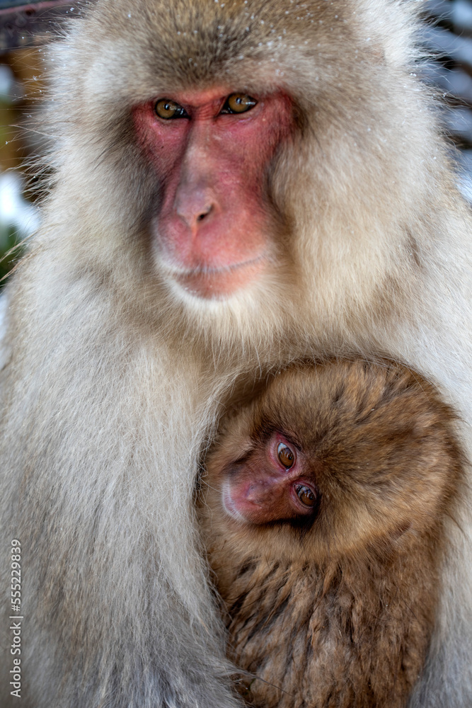 Japanese snow monkey with cub, Joshinetsu Kogen National Park, Japan