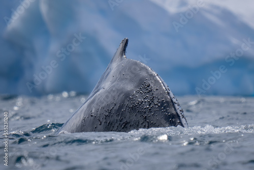 Detail of a humpback whale (Megaptera novaeangliae) surfacing near an iceberg in sunshine off Enterprise Island; Wilhelmina Bay, Antarctica photo