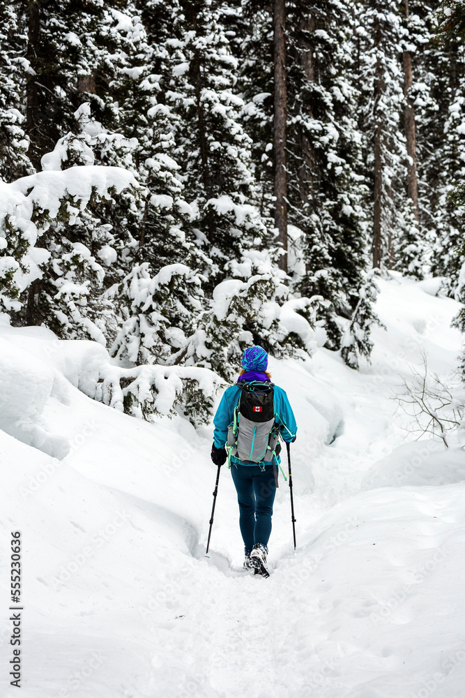 Female snowshoeing on a snow-covered trail with snow-covered evergreens in Banff National Park; Lake Louise, Alberta, Canada Female snowshoeing on a snow-covered trail with snow-covered evergreens in Banff National Park; Lake Louise, Alberta, Canada