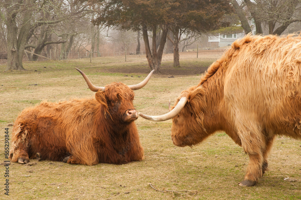 Two Scottish Highland cattle, Bos taurus, facing each other.; Taylor Bray Farm, Yarmouth, Cape Cod, Massachusetts. Two Scottish Highland cattle, Bos taurus, facing each other.; Taylor Bray Farm, Yarmouth, Cape Cod, Massachusetts.