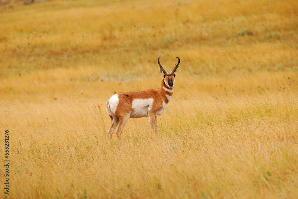 An antelope (Antilocapra americana) in grassland in eastern Montana.; Medicine Rocks, Montana.