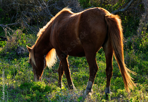 A wild Chincoteague pony grazing.; Assateague Island, Assateague Island National Seashore, Maryland. photo