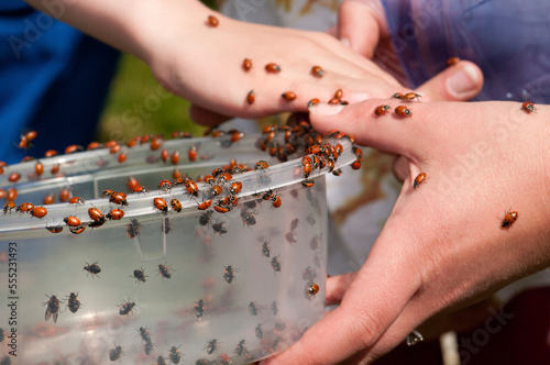 Children releasing ladybugs as part of an Earth Day celebration.; Heritage Museum and Gardens, Sandwich, Cape Cod, Massachusetts. photo