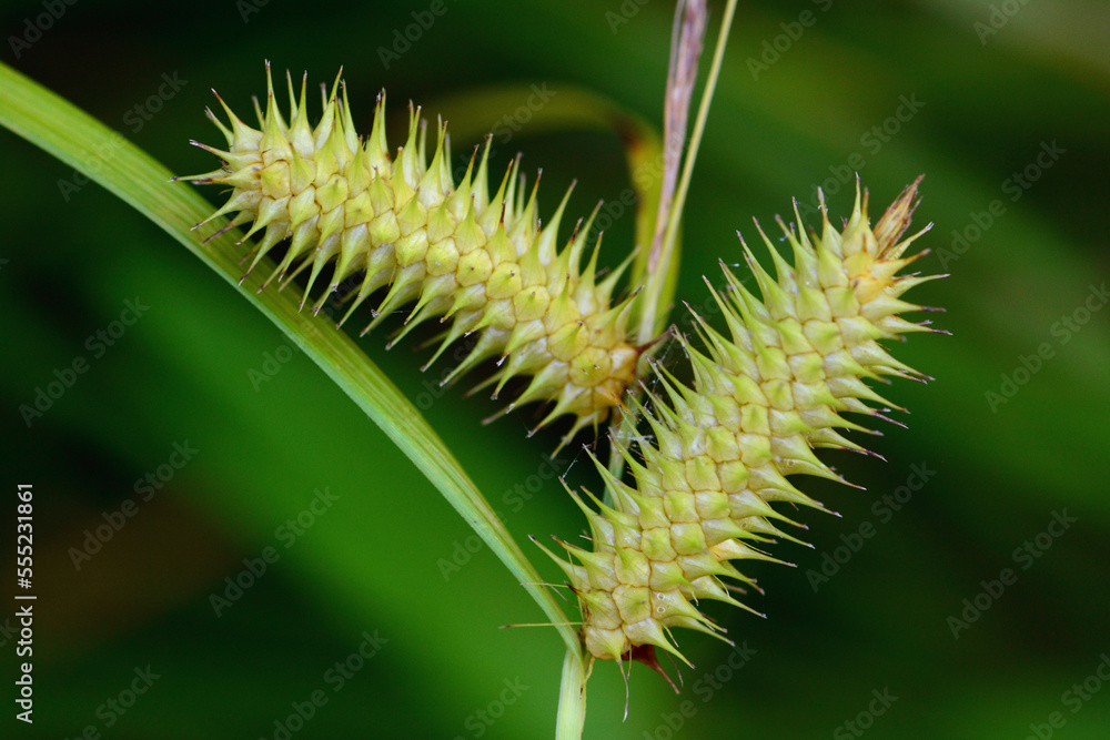 Close up of the fruit of a porcupine sedge, Carex hystericina.; Brewster, Massachusetts, USA. Close up of the fruit of a porcupine sedge, Carex hystericina.; Brewster, Massachusetts, USA.