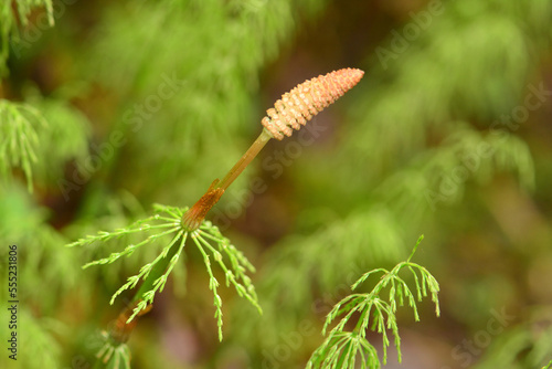 Close up of a wood horsetail flower, Equisetum sylvaticum.; Warren Lake, Cape Breton Highlands National Park, Cape Breton, Nova Scotia, Canada. photo