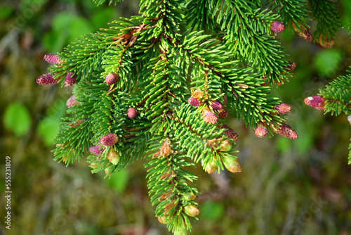 Close up of a balsam fir branch with female cones, and new branch tips.; Broad Cove, Cape Breton Highlands National Park, Cape Breton, Nova Scotia, Canada. photo