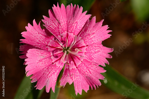 Close up of a Carthusian pink flower, Dianthus carthusianorum, in a garden.; Brewster, Massachusetts, USA. photo