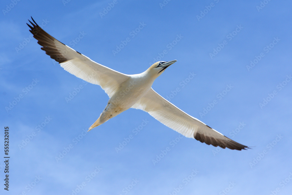 A northern gannet, Morus bassanus, in flight.; Bonaventure Island, Quebec, Canada. A northern gannet, Morus bassanus, in flight.; Bonaventure Island, Quebec, Canada.