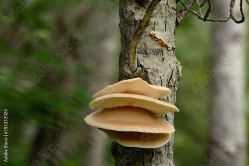 Oyster mushrooms, Pleurotus species, growing on a tree trunk in Forillon National Park.; Forillon National Park, Quebec, Canada. photo