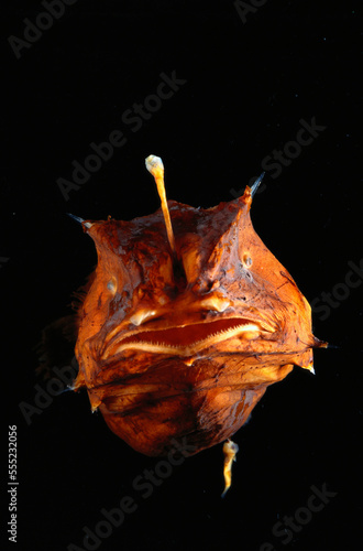 Deepsea anglerfish female(Borophryne apogon) with parasitic male.; Seattle, WA photo