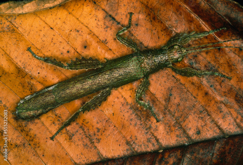 Stick insect on leaf.; Barro Colorado Island, Panama photo