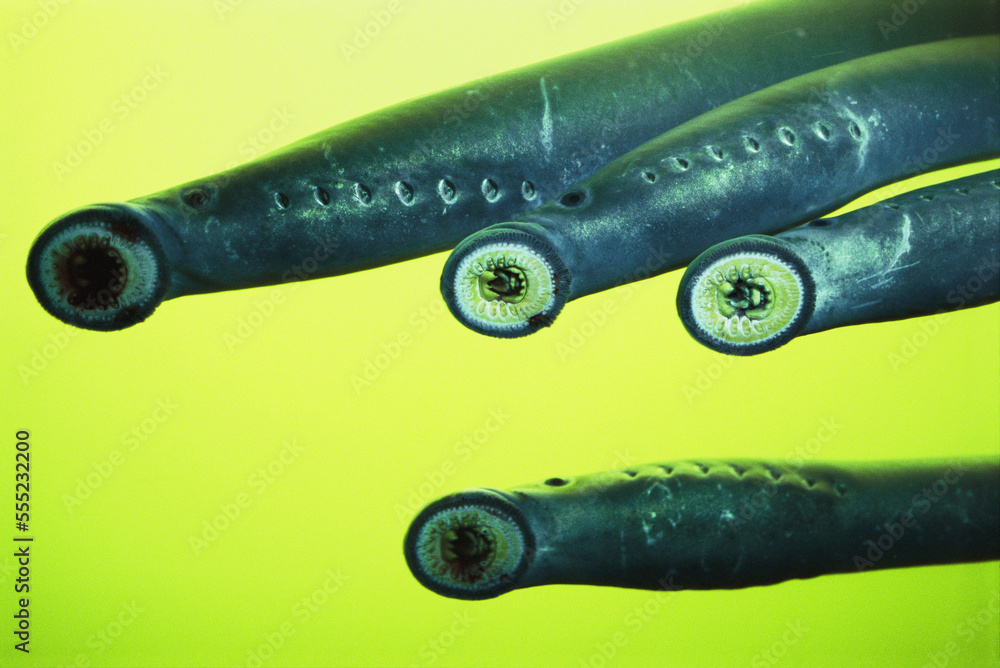 Lamprey eels clinging to glass at the Bonneville Dam on the Columbia ...