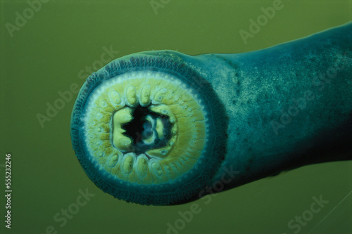 Close view of a Pacific lamprey (Lampetra tridentatus), which can grow up to 30 inches in length.; Bonneville Dam on the Columbia River.  Oregon/Washington photo
