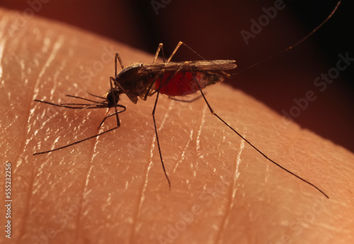 A mosquito (Anopheles quadrimaculata) from North America.  This species is resp onsible for recent outbreaks of malaria in New York City in 1991, andin Texas. 50 years ago, malaria was very common in  photo