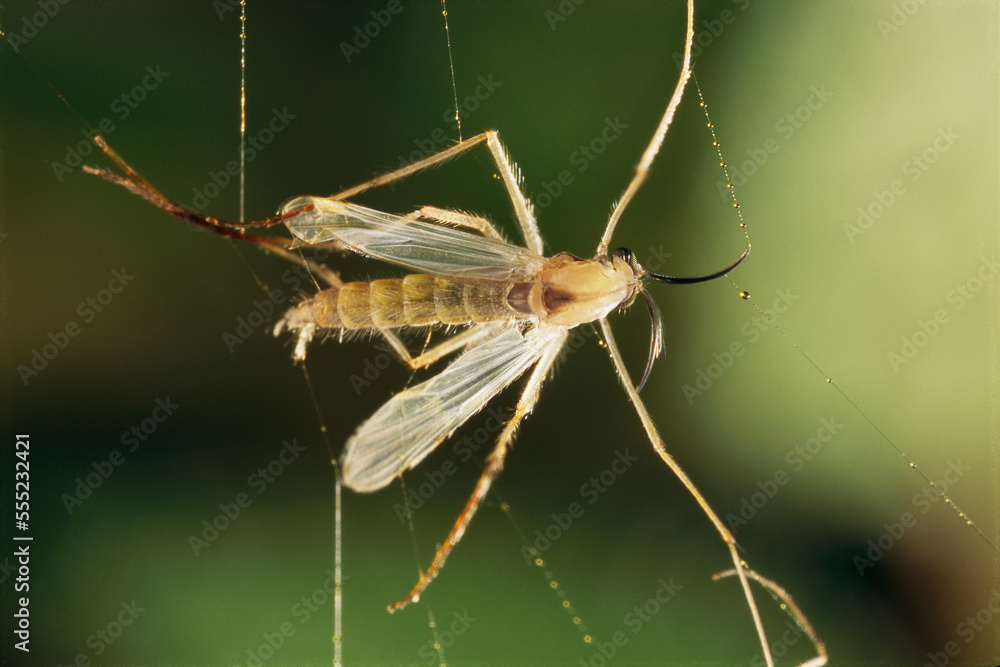 A fly trapped in a spider's web.; La Selva, Costa Rica. A fly trapped in a spider's web.; La Selva, Costa Rica.