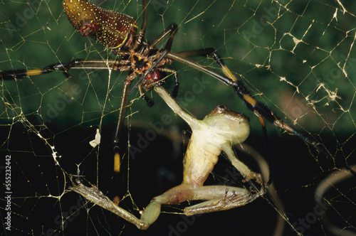 A spider paralyzes a frog in her web with a bite.; La Selva, Costa Rica. photo