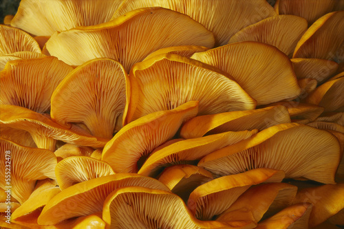 Close view of jack-o-lantern mushrooms (Omphalotus olearius) by day.; Norwich, Vermont. photo