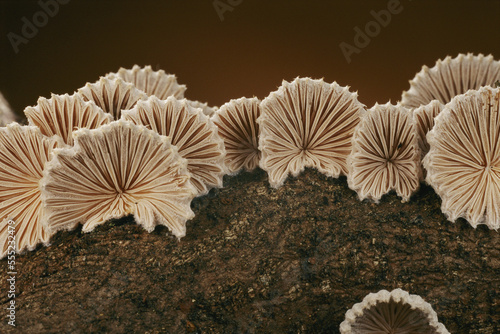 An array of common split gill mushrooms (Schizophyllum commune).; Concord, Massachusetts. photo