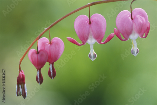 Close view of Dutchman's breeches, or bleeding hearts, in bloom.; Massachusetts. photo