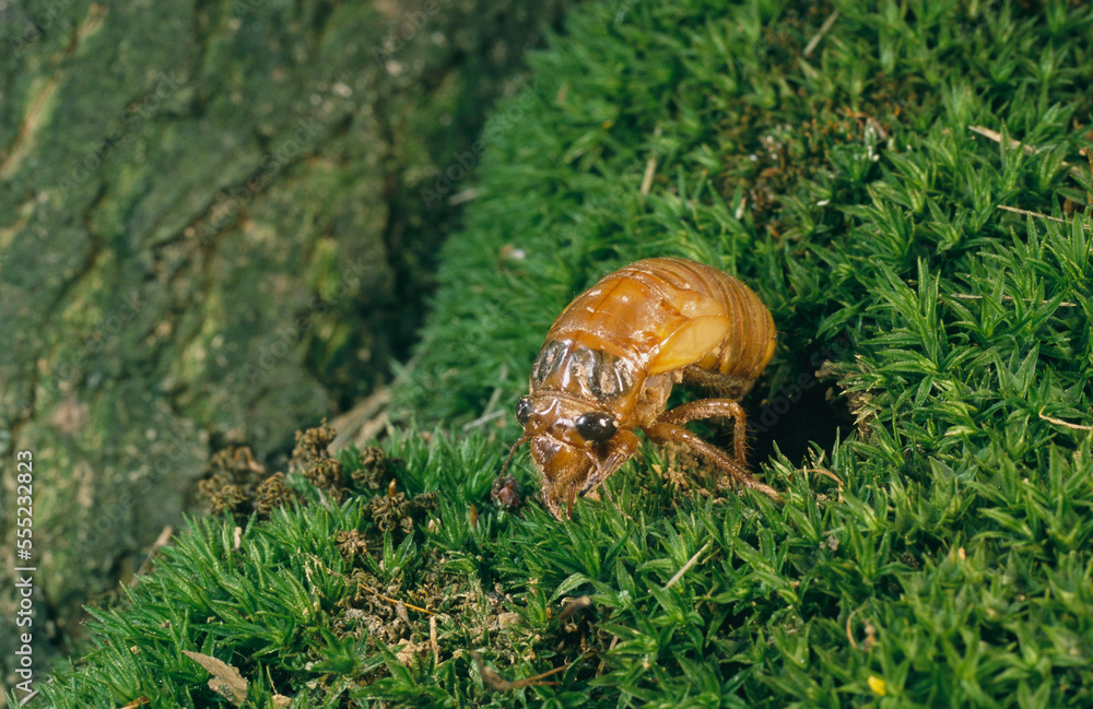 A Brood X, 17-year cicada nymph emerging from its hole.; Kensington, Maryland. A Brood X, 17-year cicada nymph emerging from its hole.; Kensington, Maryland.
