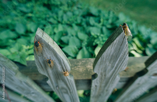 Adult Brood X, 17-year cicadas on a wooden fence.; Kensington, Maryland. photo