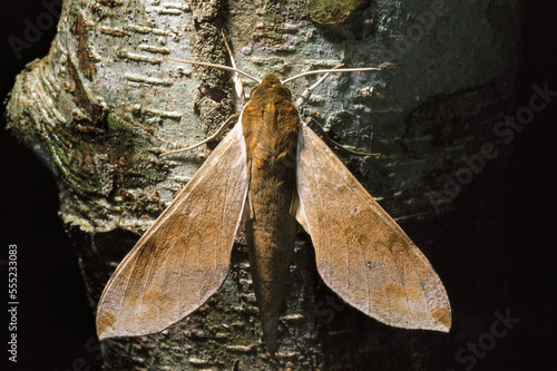 A hawk moth, family Sphingidae, resting on a tree trunk.; Barro Colorado Island, Panama. photo