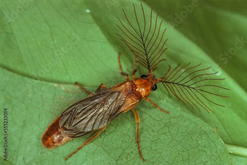An adult male glowworm beetle on a leaf.; Near Lake Travis, Texas. photo