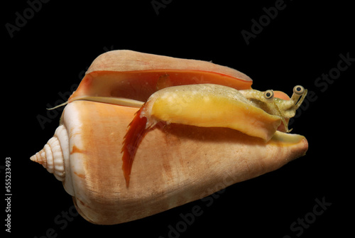 Strawberry conch with eyes, foot, mouth and serrated operculum showing; Derawan Island, Borneo, Indonesia. photo