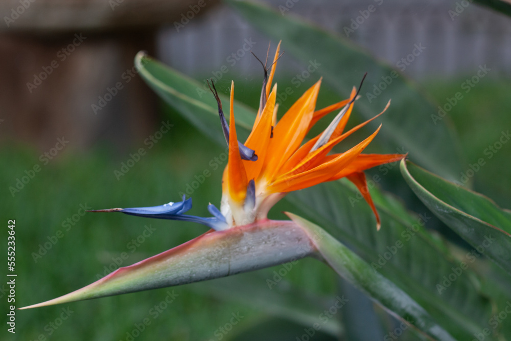 Strelitzia reginae orange flowers macro shoot.
Strelitzia reginae orange flowers macro shoot.