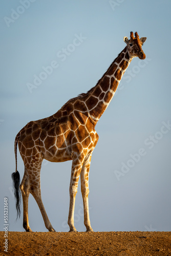 Reticulated giraffe (Giraffa camelopardalis reticulata) stands on dam turning head towards the camera; Segera, Laikipia, Kenya photo