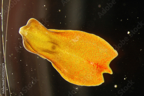 An acoel flat worm.; Kewalo Basin, Honolulu, Oahu Island, Hawaiian Islands. photo