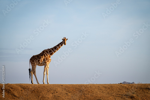 Reticulated giraffe (Giraffa camelopardalis reticulata) stands on dam watching camera; Segera, Laikipia, Kenya photo