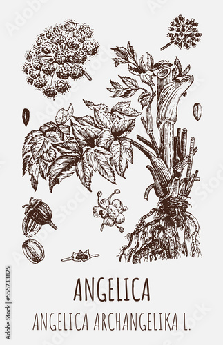 Drawings of Angelica archangelica. Hand drawn illustration. Latin name ANGELICA OFFICINALIS MOENCH photo