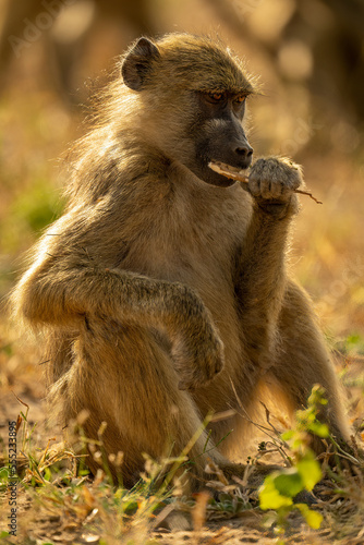 Chacma baboon (Papio ursinus) sits brushing teeth with stick in Chobe National Park; Botswana