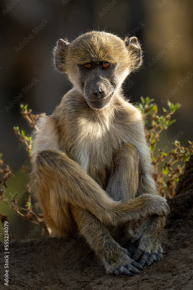 Young Chacma baboon (Papio ursinus) sits on termite mound in Chobe National Park; Botswana Young Chacma baboon (Papio ursinus) sits on termite mound in Chobe National Park; Botswana