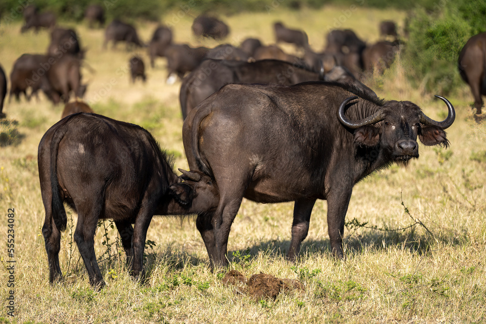 Cape buffalo (Syncerus caffer) stands nursing calf in sunshine in Chobe National Park; Botswana Cape buffalo (Syncerus caffer) stands nursing calf in sunshine in Chobe National Park; Botswana