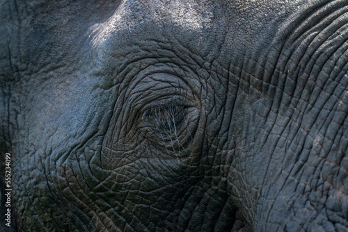 Close-up of African elephant (Loxodonta africana) eye and eyelashes in Chobe National Park; Botswana photo