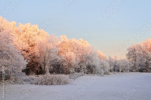 Beautiful winter landscape. Snowy meadow with trees in the background. photo