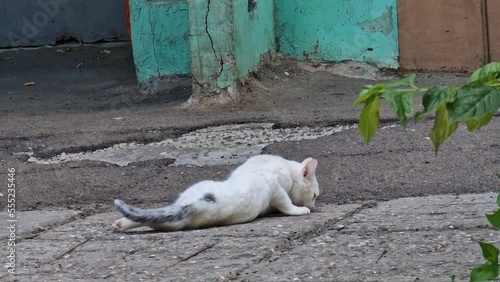 cat, cat, white, nature, playing with a bone